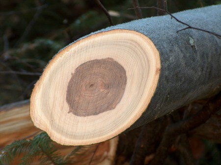 Záznamová kniha lesa