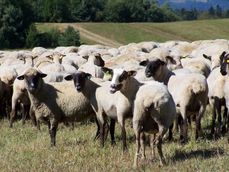 Vlnovec lačnovský je západokarpatským endemitom :)